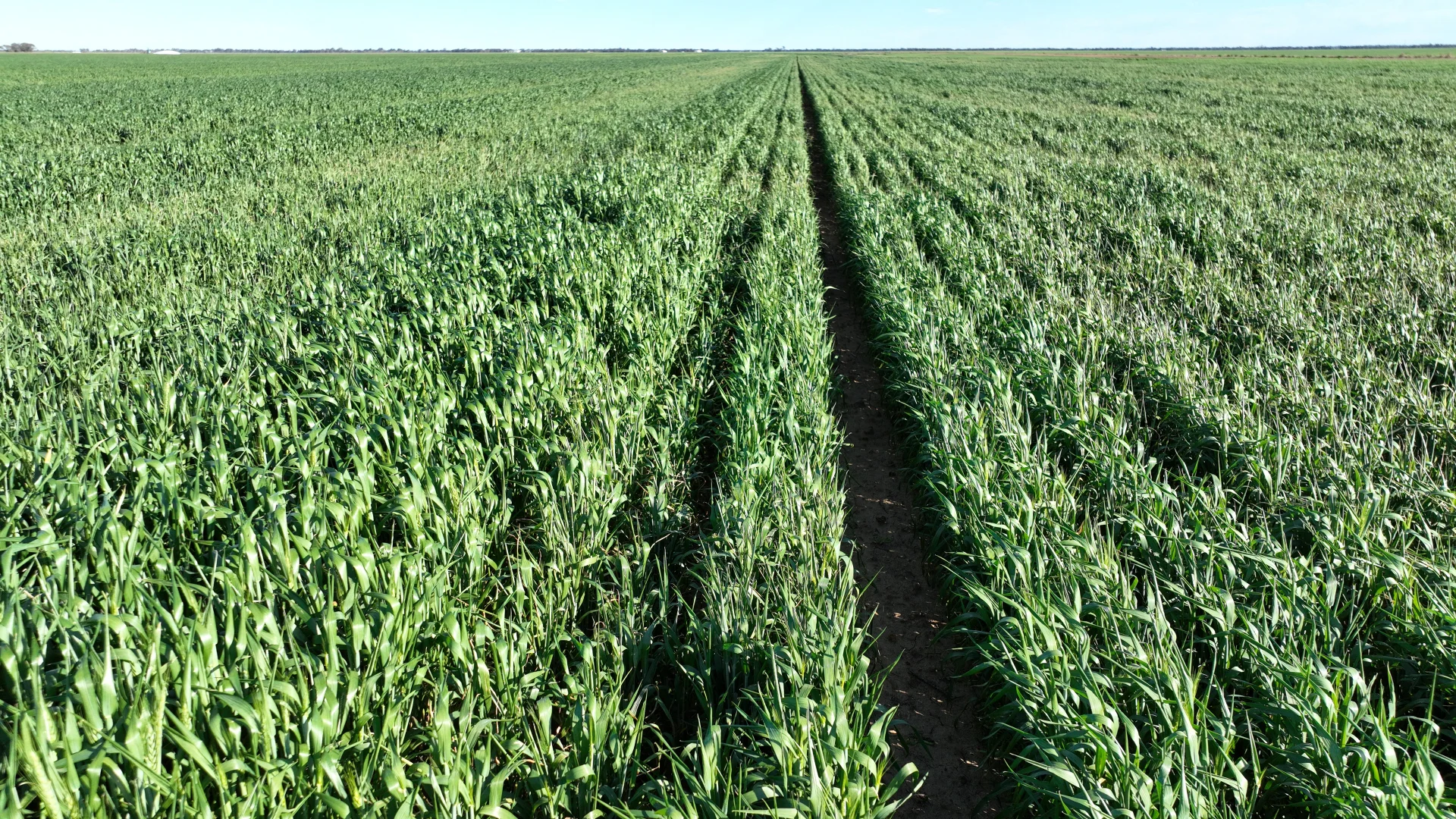 Additional image 4 of "North Devon" Dalys Road, Deniliquin NSW 2710