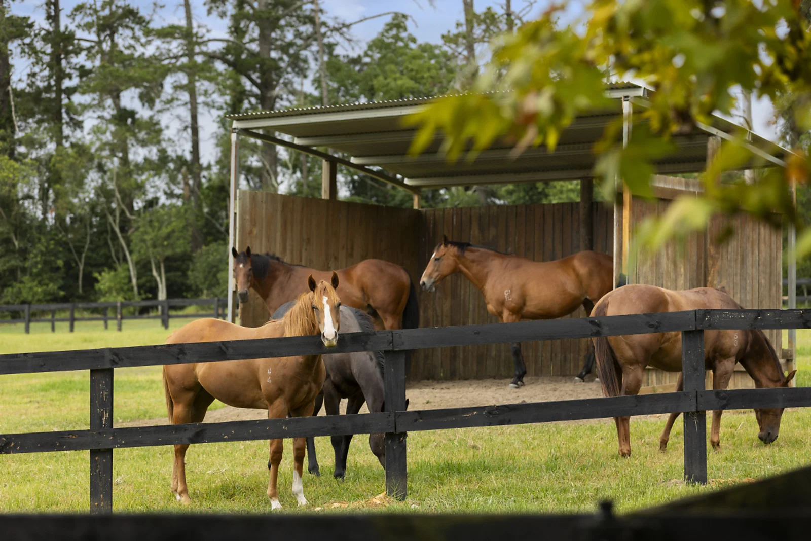 Additional image 28 of 176 Greta Road, Kulnura NSW 2250