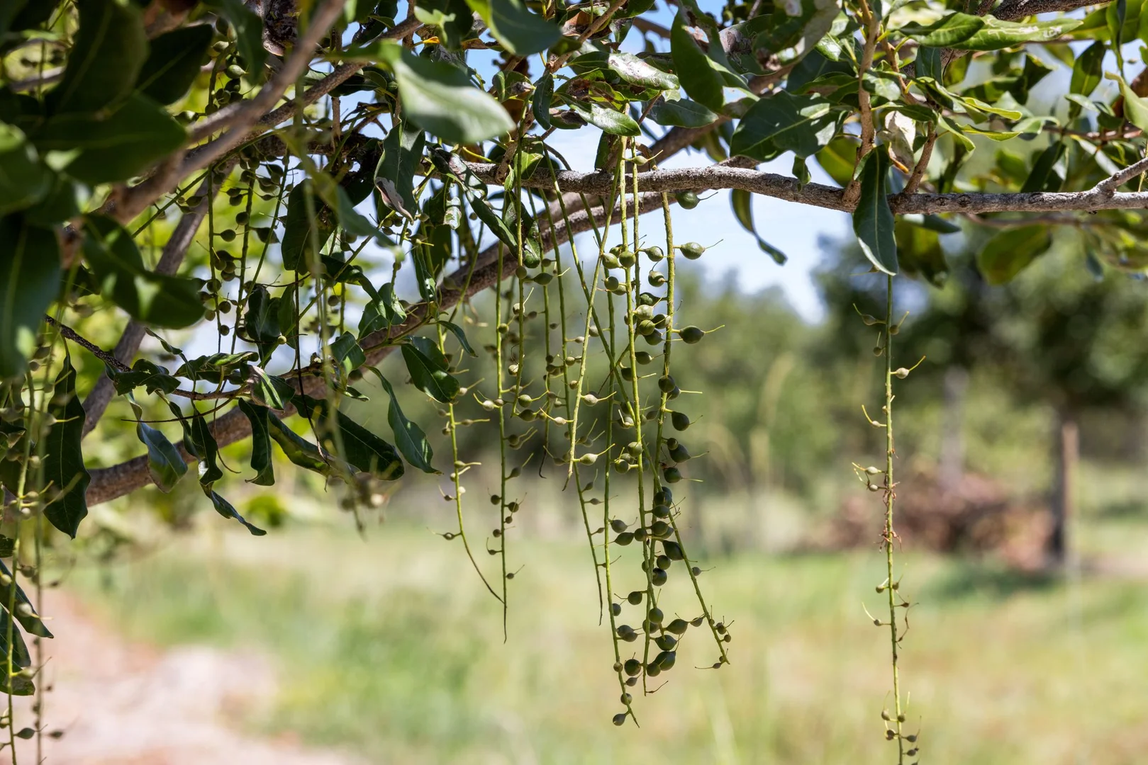 Additional image 5 of 1255 Bulmers Road, Hogarth Range NSW 2469