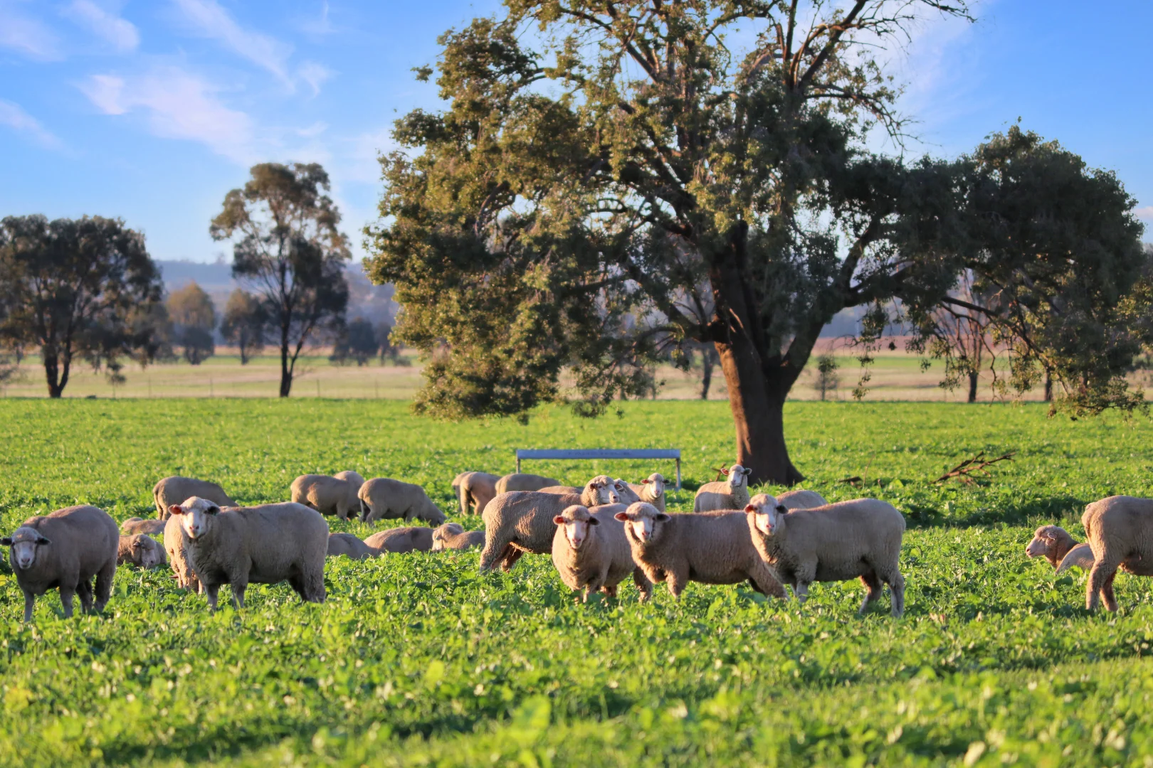 Additional image 12 of 1349 Trungley Hall Road, Temora NSW 2666