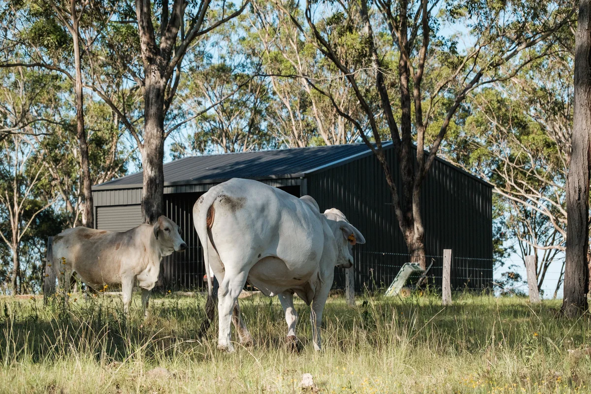 Additional image 5 of 31 Armstrong Road, West Haldon QLD 4359