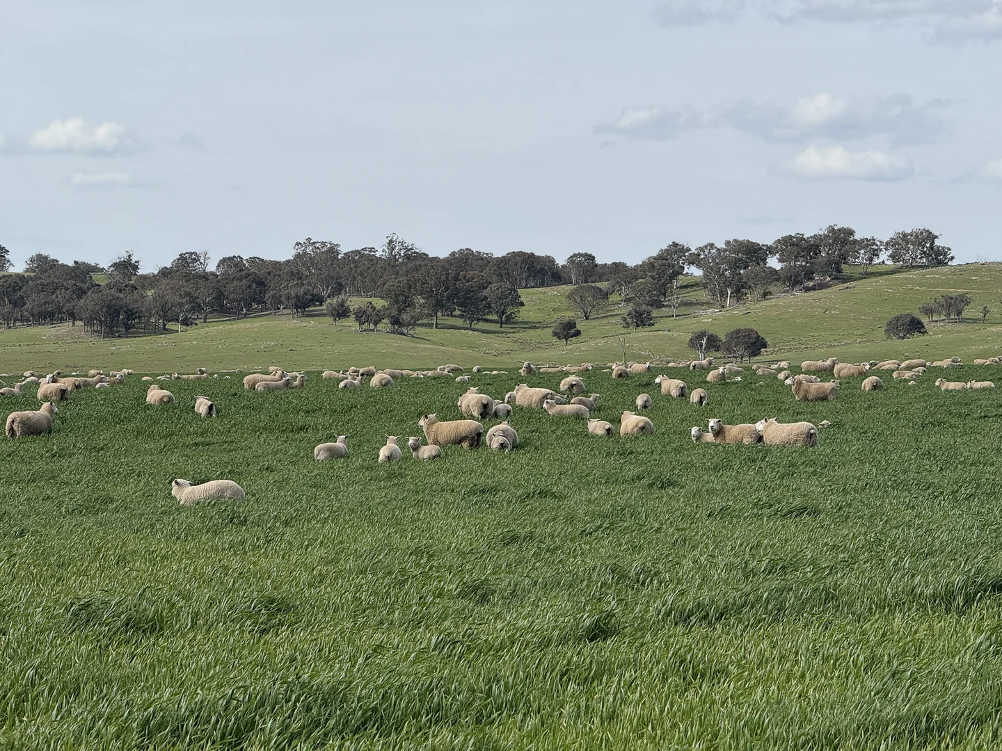 Additional image 4 of 569 & 640 Blakney Creek North Road, Blakney Creek NSW 2581