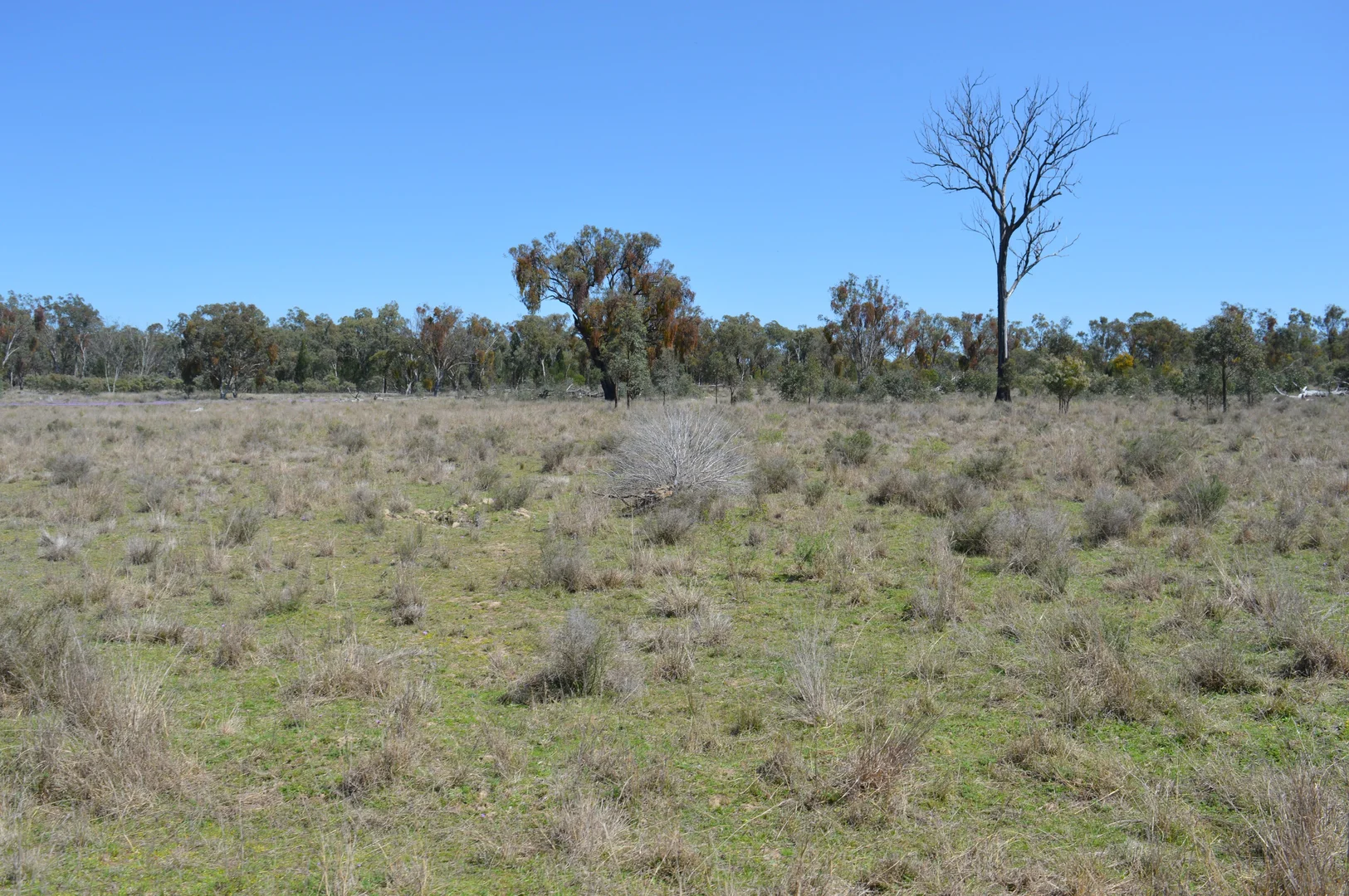 Additional image 15 of 3094 Mosquito Creek Road, Mosquito Creek QLD 4387