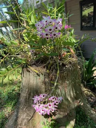 Additional image 31 of 150 Koonyum Range Road, Wilsons Creek NSW 2482