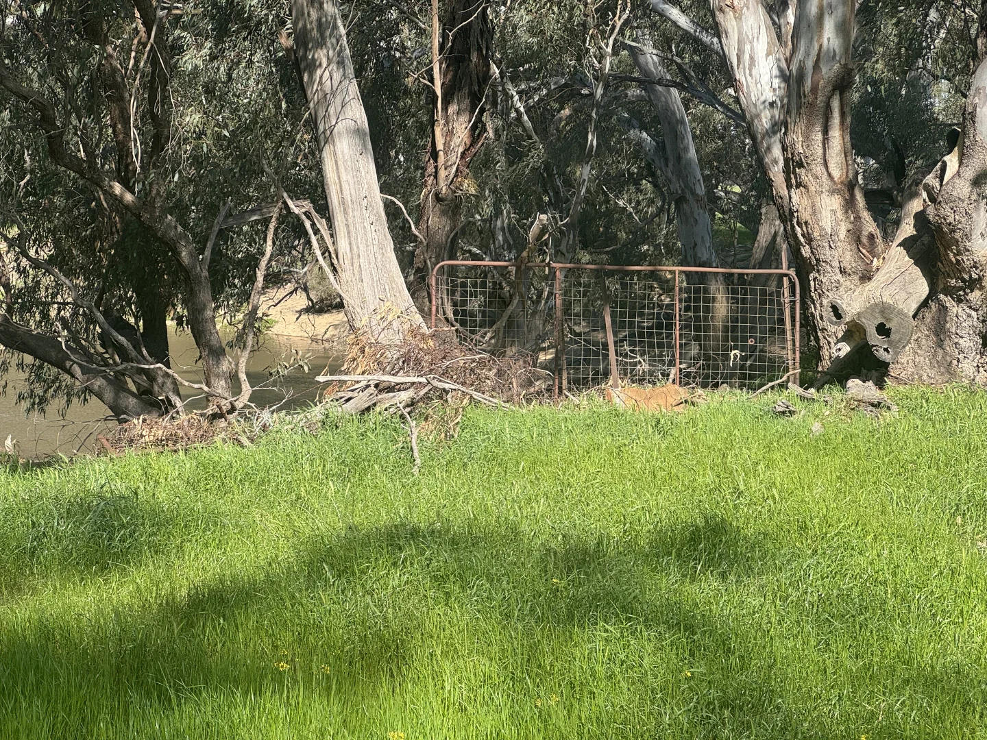 Additional image 31 of . Bangerang Road, Kanyapella VIC 3564