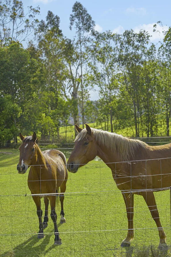 Additional image 25 of 2733 Beaudesert Nerang Road, Wonglepong QLD 4275