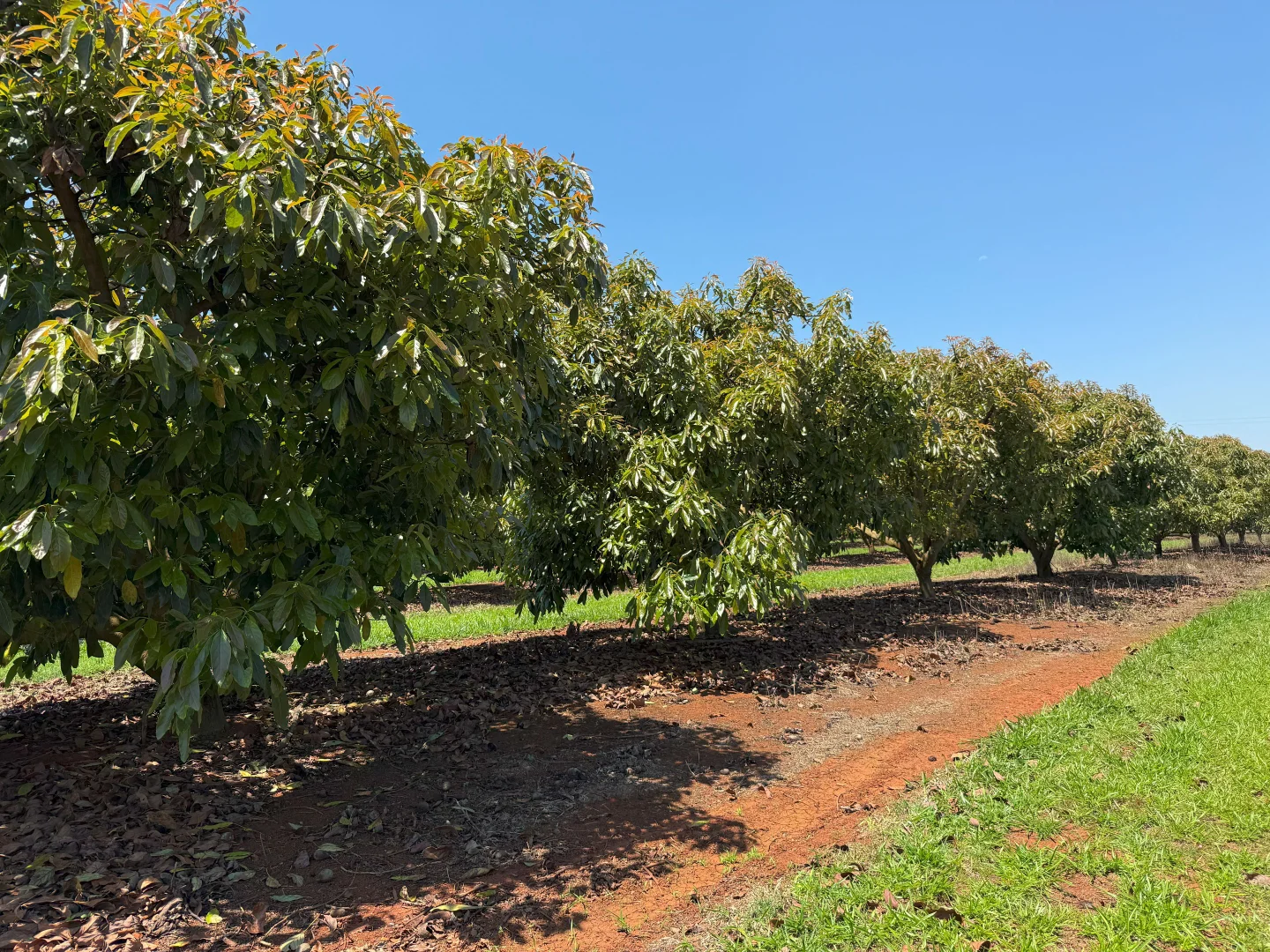 Additional image 44 of 767 Peeramon Road, Peeramon QLD 4885