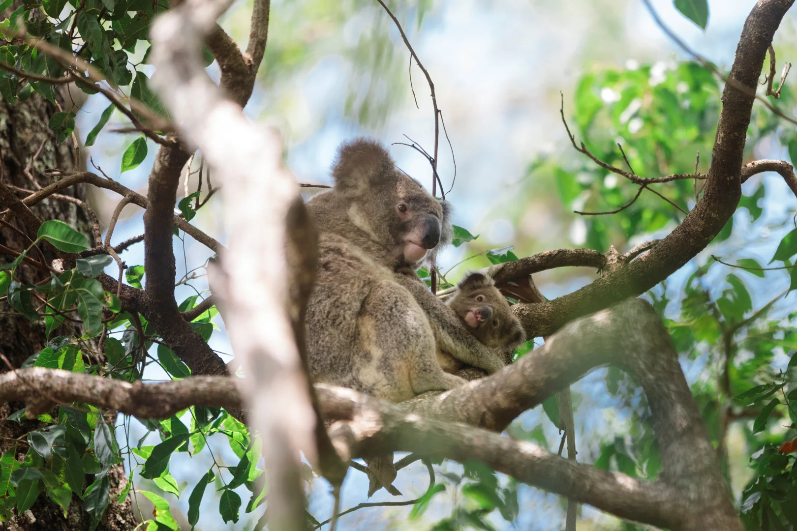 Additional image 15 of 40 Pindari Avenue, Burleigh Heads QLD 4220