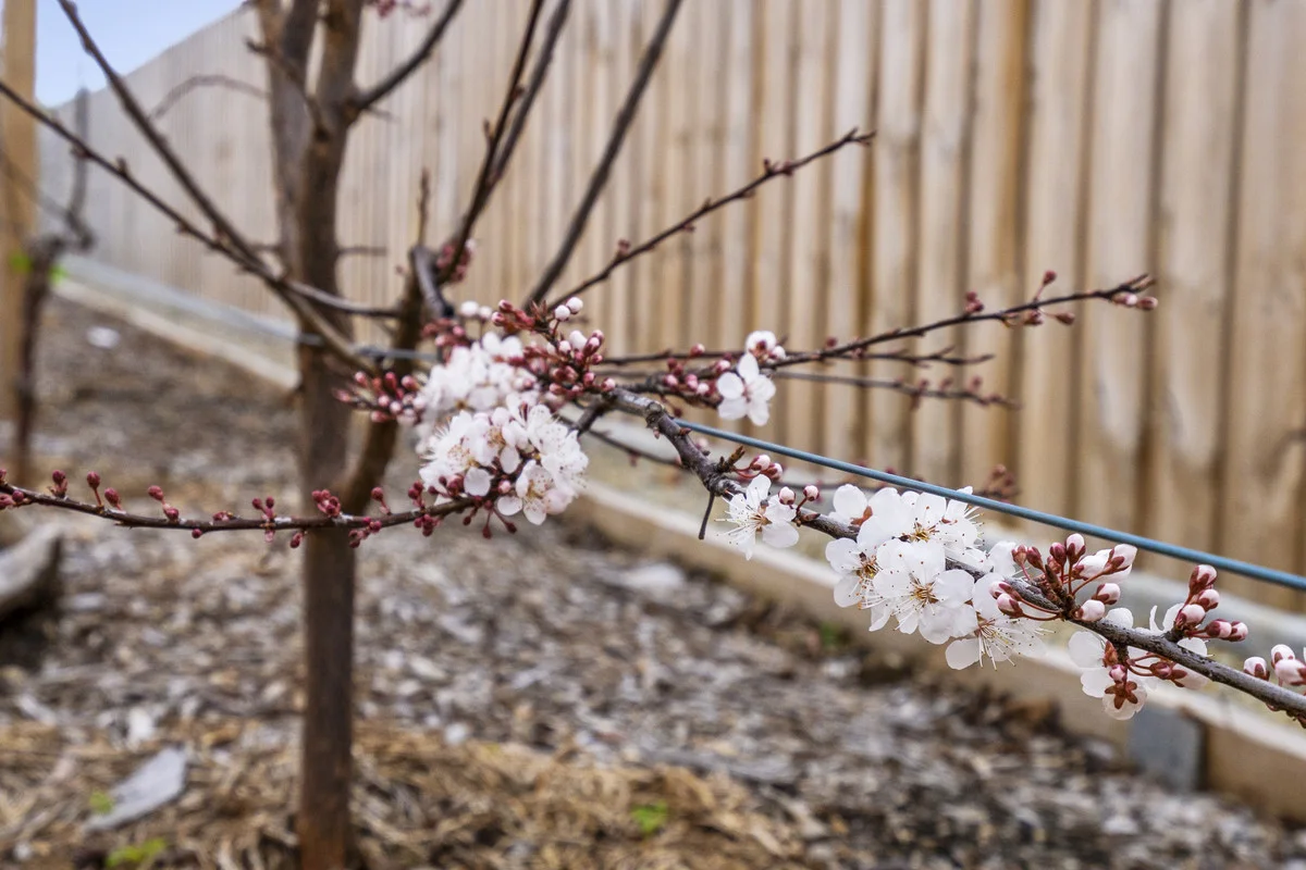 Additional image 22 of 33 Kunzea Circuit, Coles Bay TAS 7215