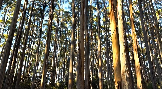 Additional image 11 of Lot 2 Lookout Road, Port Arthur TAS 7182