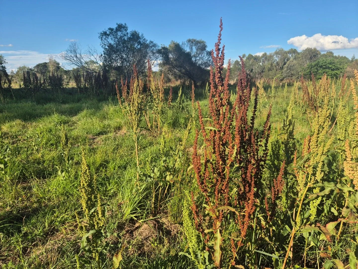 Additional image 10 of Marburg QLD 4346