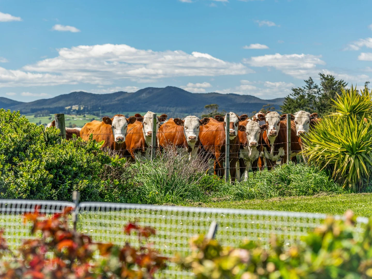 Additional image 34 of 123 Careys Road, West Kentish TAS 7306