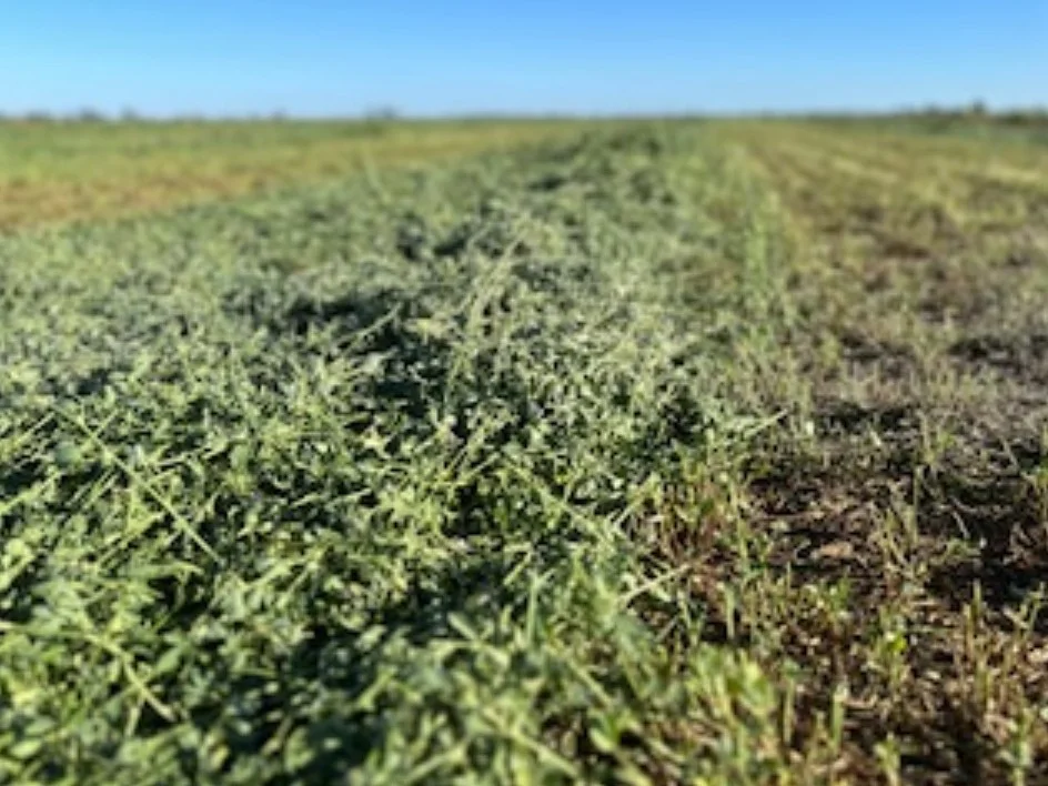 Additional image 12 of 229 Elliots Lane, Forbes NSW 2871