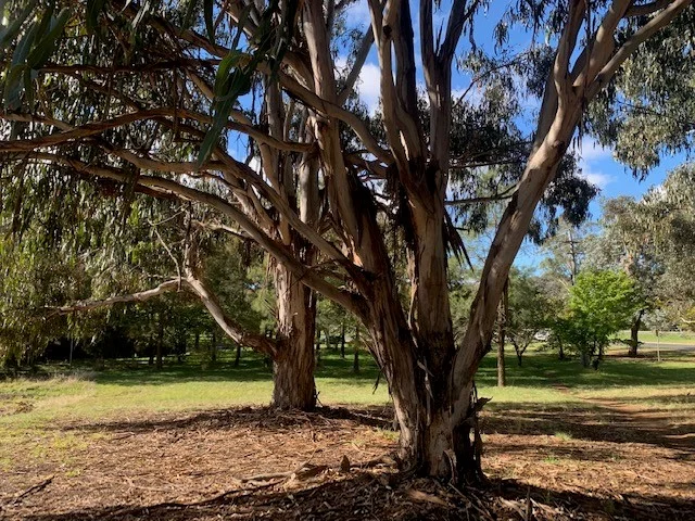 Additional image 15 of 14 Ibbott Lane, Belconnen ACT 2617