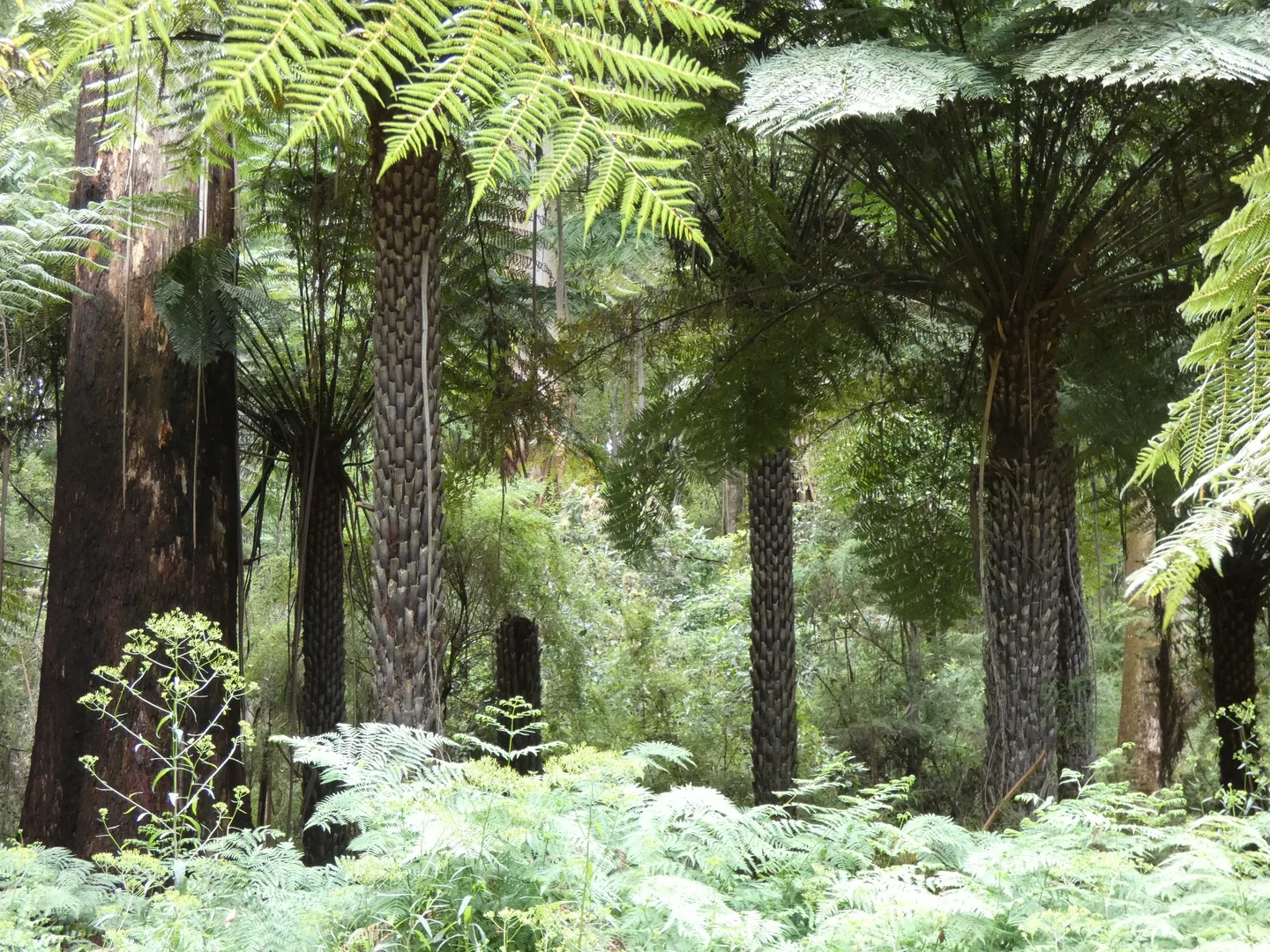 Additional image 2 of 120 Yuonga Road, Warburton VIC 3799