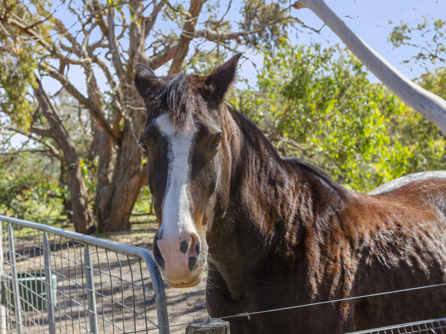 Additional image 24 of 850 Pettavel Road, Freshwater Creek VIC 3217