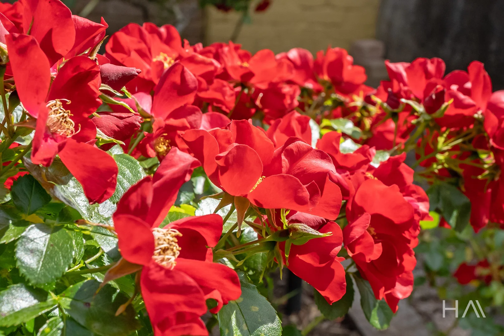 Additional image 18 of 66 William Street, Westbury TAS 7303