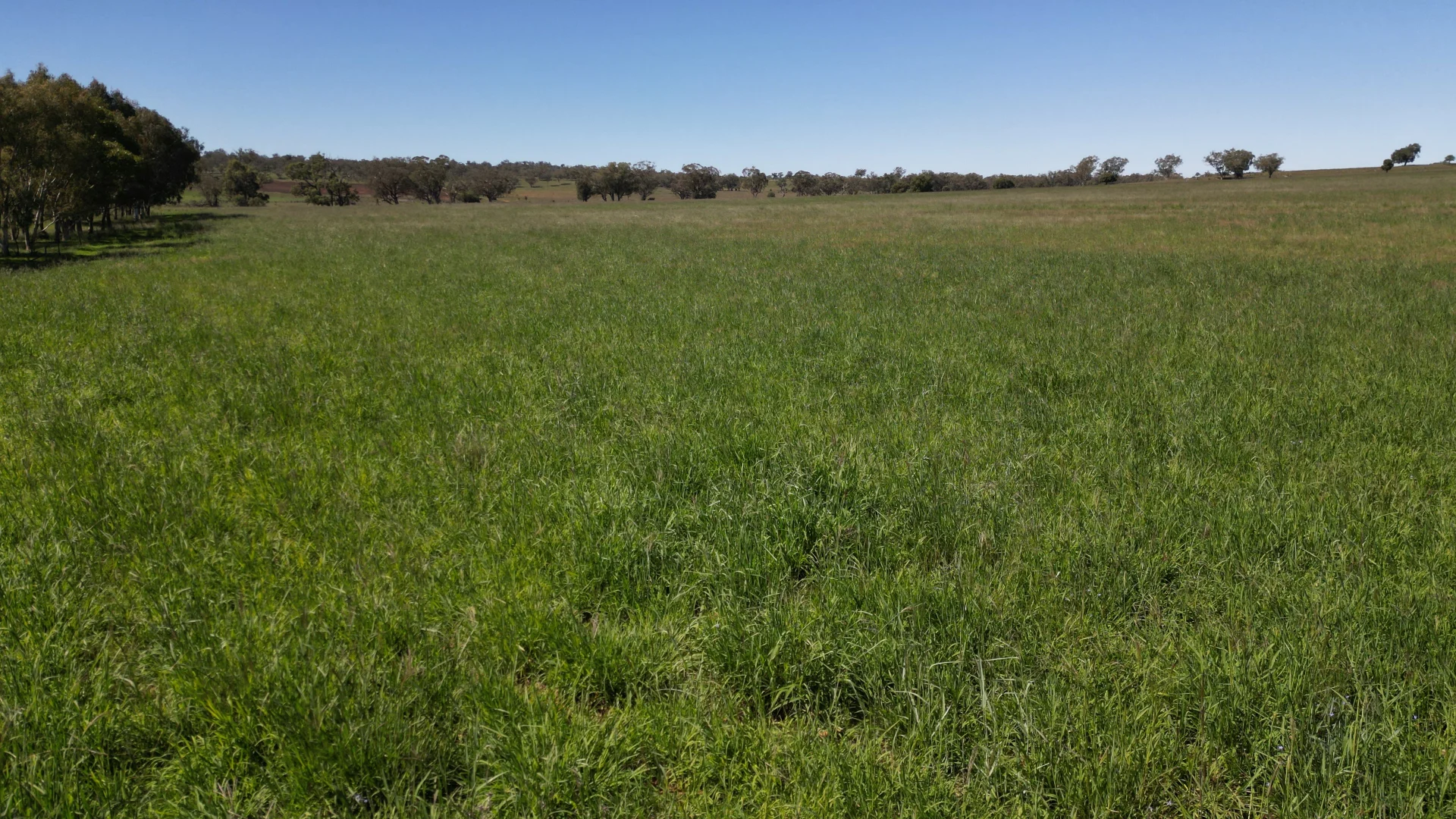 Additional image 12 of 450 Bridges Road, Gunnedah NSW 2380