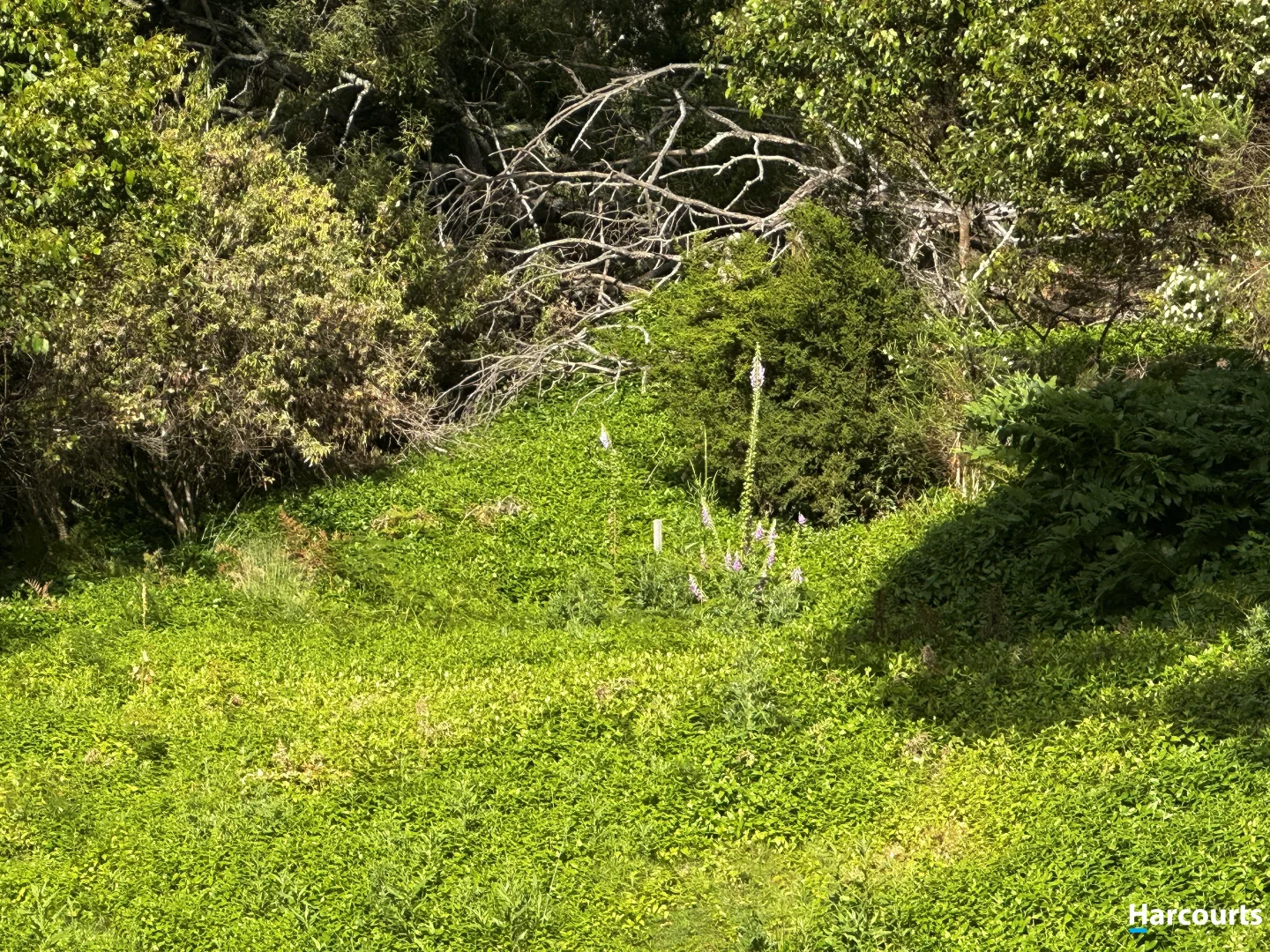 Additional image 4 of 29 John Street, Cornwall TAS 7215