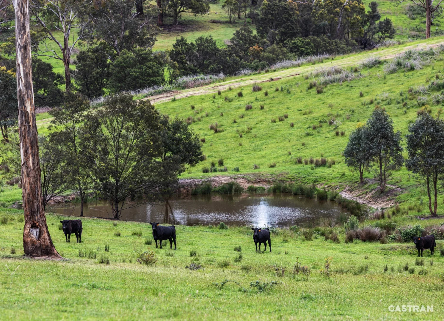 Additional image 5 of 120 Wills Road, Dixons Creek VIC 3775