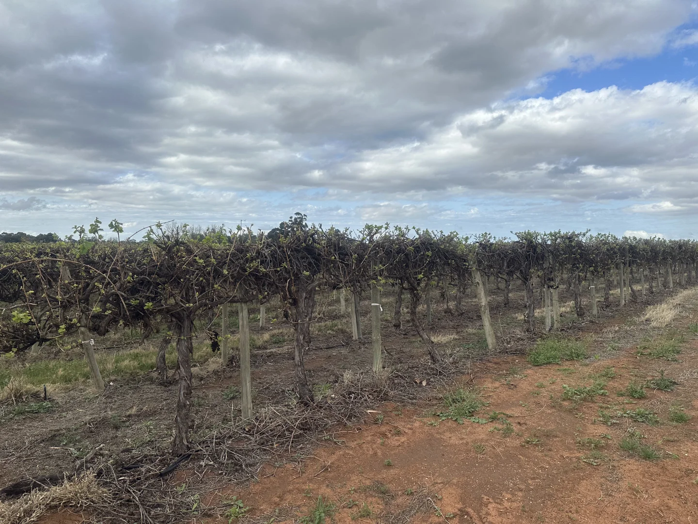 Additional image 8 of Lot 24 Tarcoola Street, Renmark West SA 5341