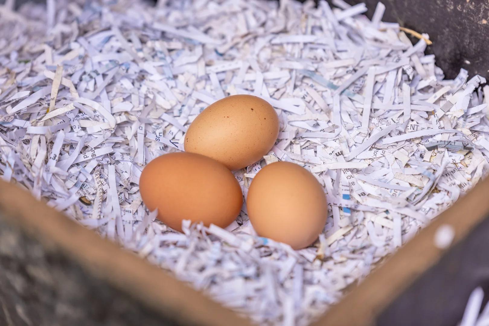 Additional image 21 of Mount George NSW 2424