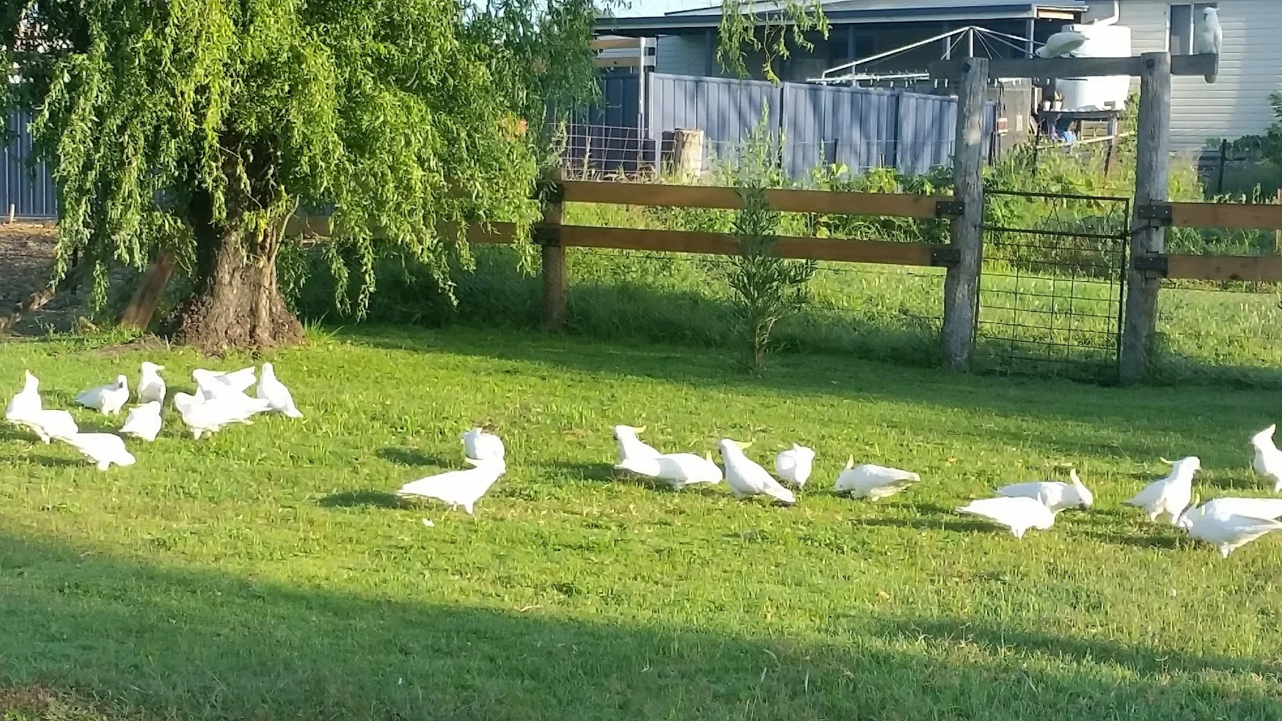 Additional image 21 of 1 Baker St, Bundarra NSW 2359