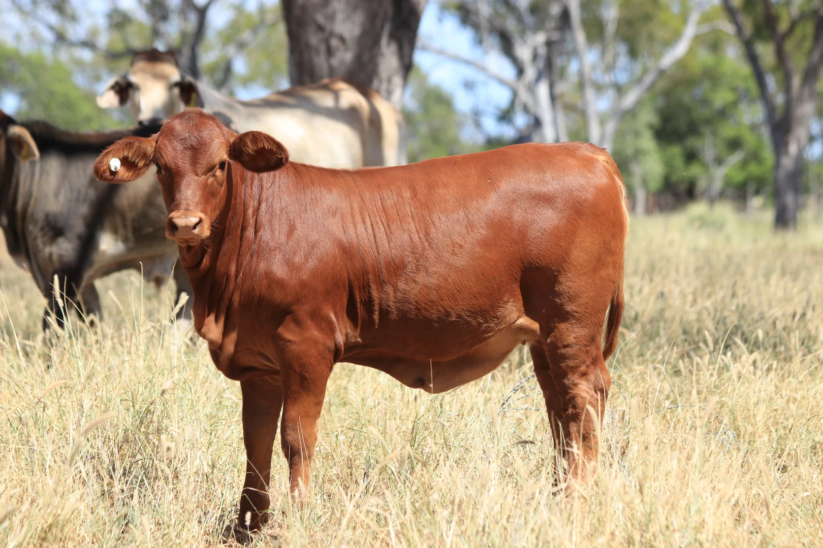 Additional image 15 of 205 Redbank Road, Roma QLD 4455