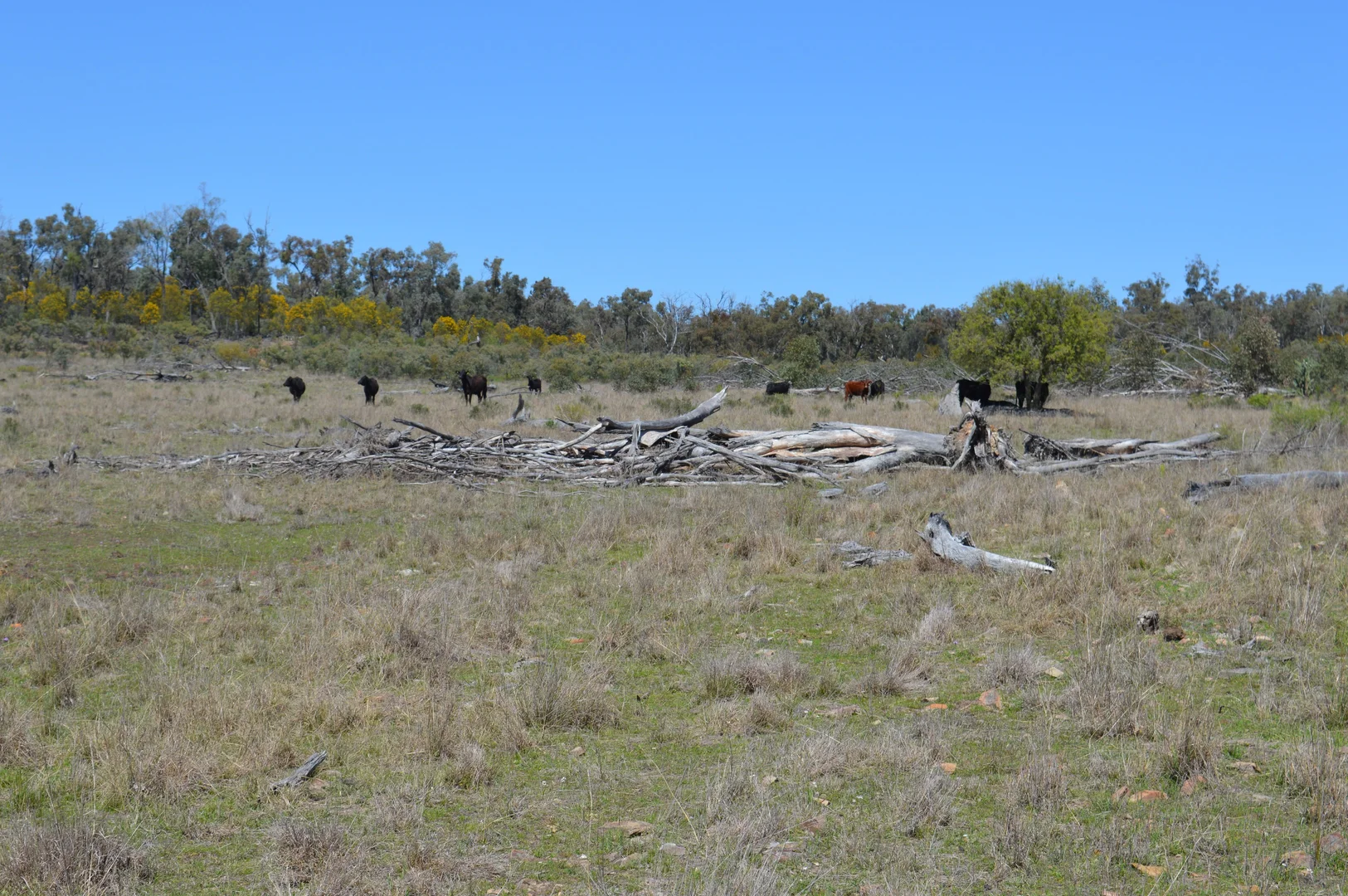 Additional image 17 of 3094 Mosquito Creek Road, Mosquito Creek QLD 4387