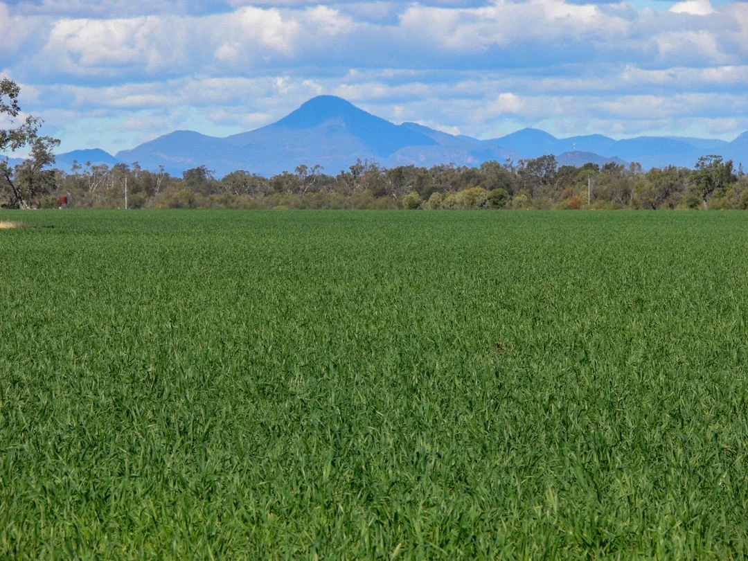 Additional image 6 of "FOREST VALE", Gurley NSW 2398