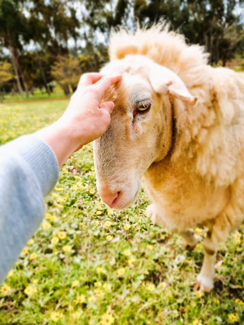 Additional image 8 of 10 DOUST STREET, Bridgetown WA 6255