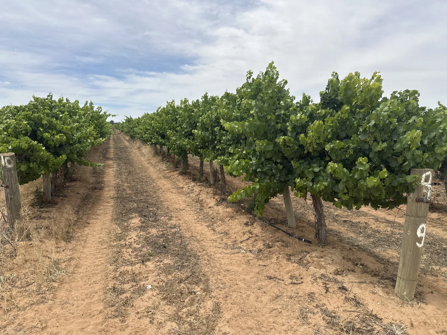 Additional image 4 of Lot 22 Brand Road, Cobdogla SA 5346