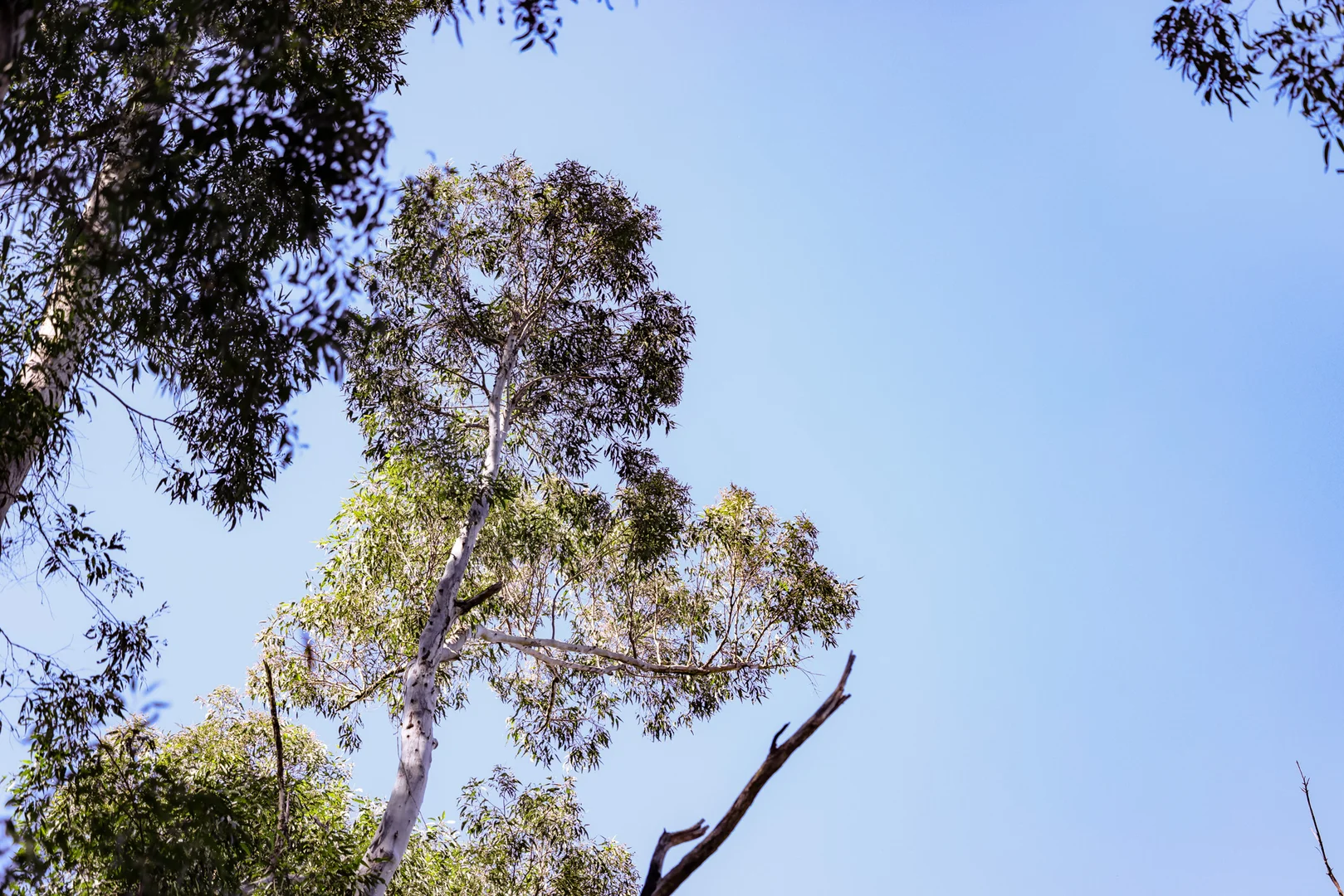 Additional image 12 of 3542 Nowendoc Road, Caffreys Flat NSW 2424