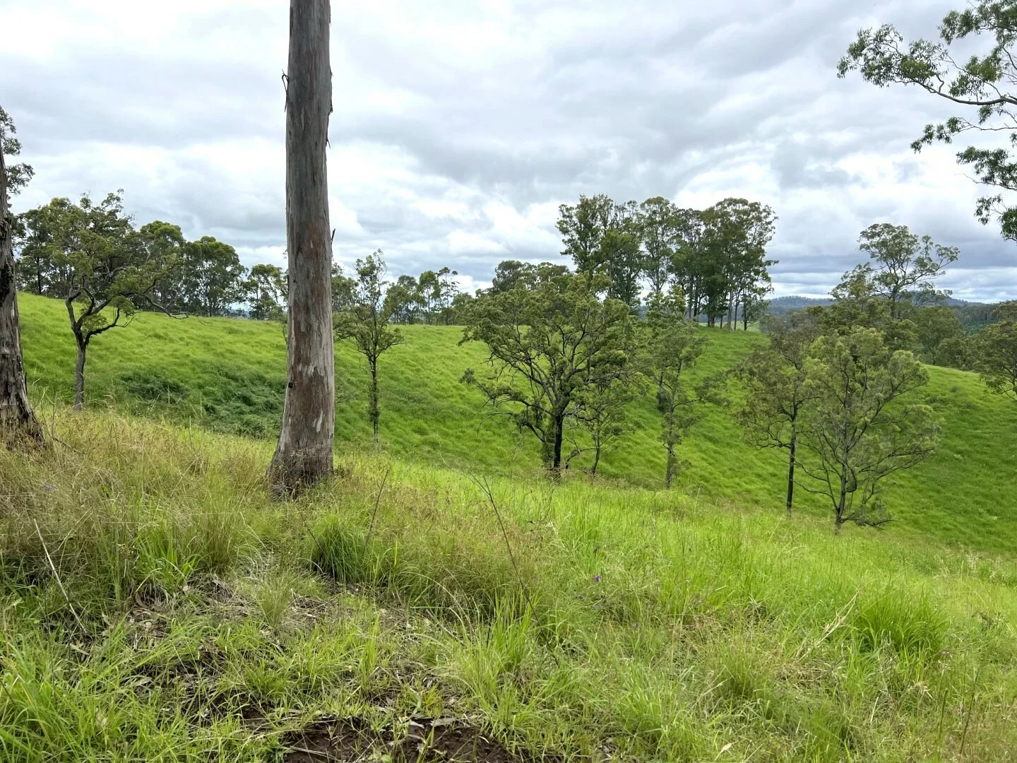 Additional image 24 of 59 Wyndham Road, Wyneden NSW 2474