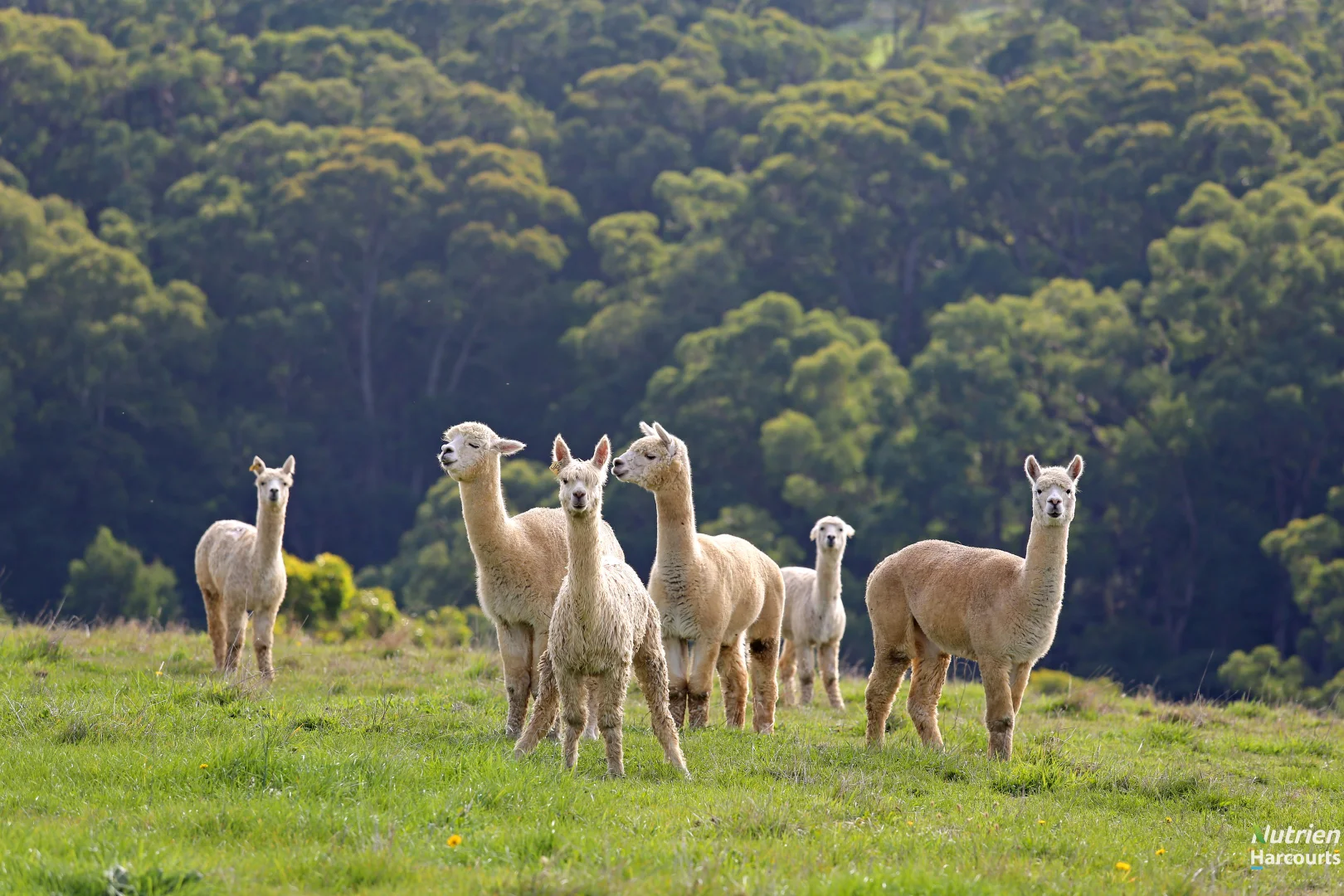 Additional image 10 of 201 Turrong Road, Cooriemungle VIC 3268