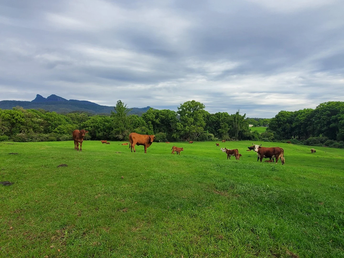 Additional image 21 of 30 Larkins Road, Tyalgum NSW 2484