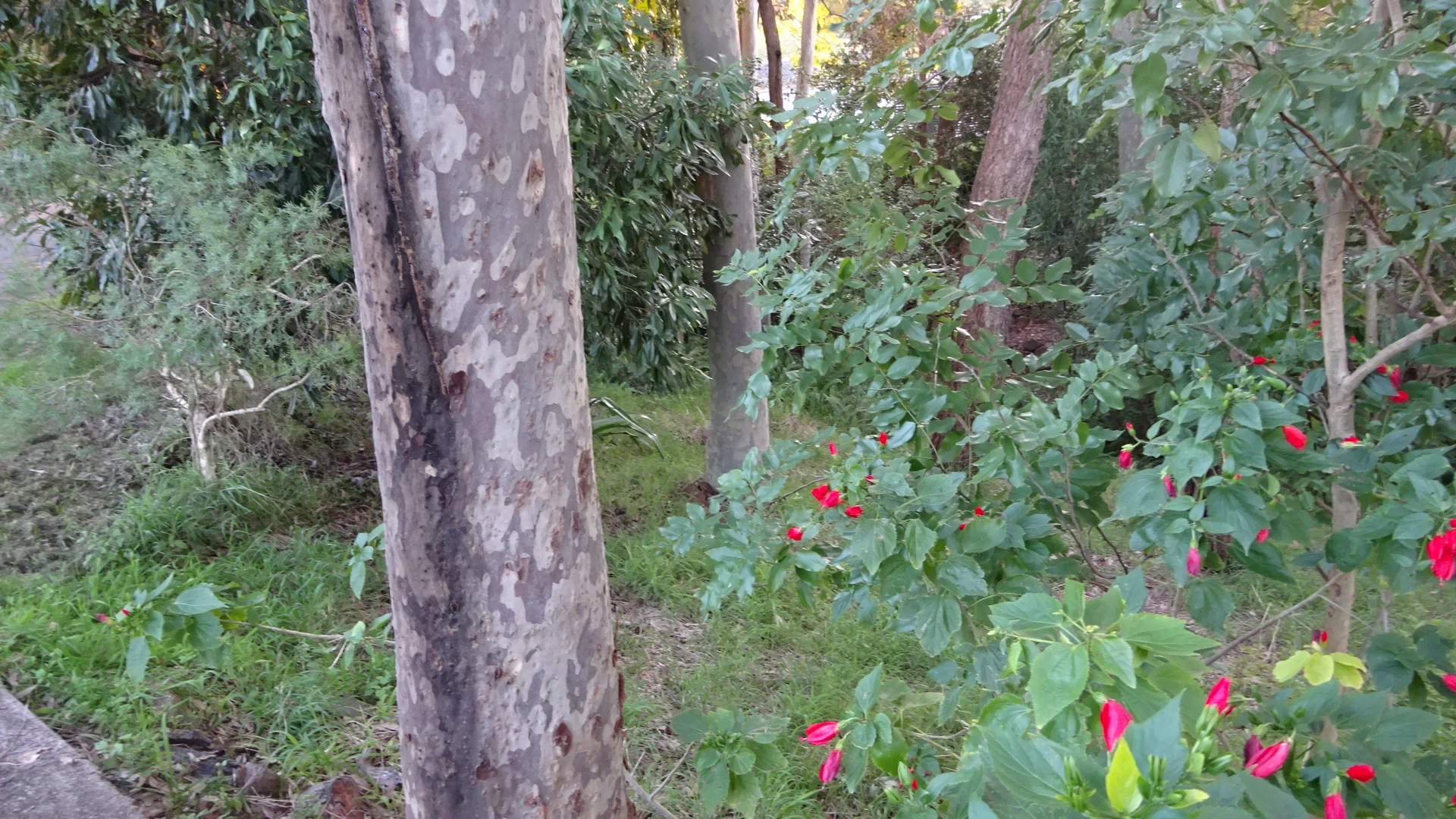 Additional image 14 of 7 Amelia Street, Carey Bay NSW 2283
