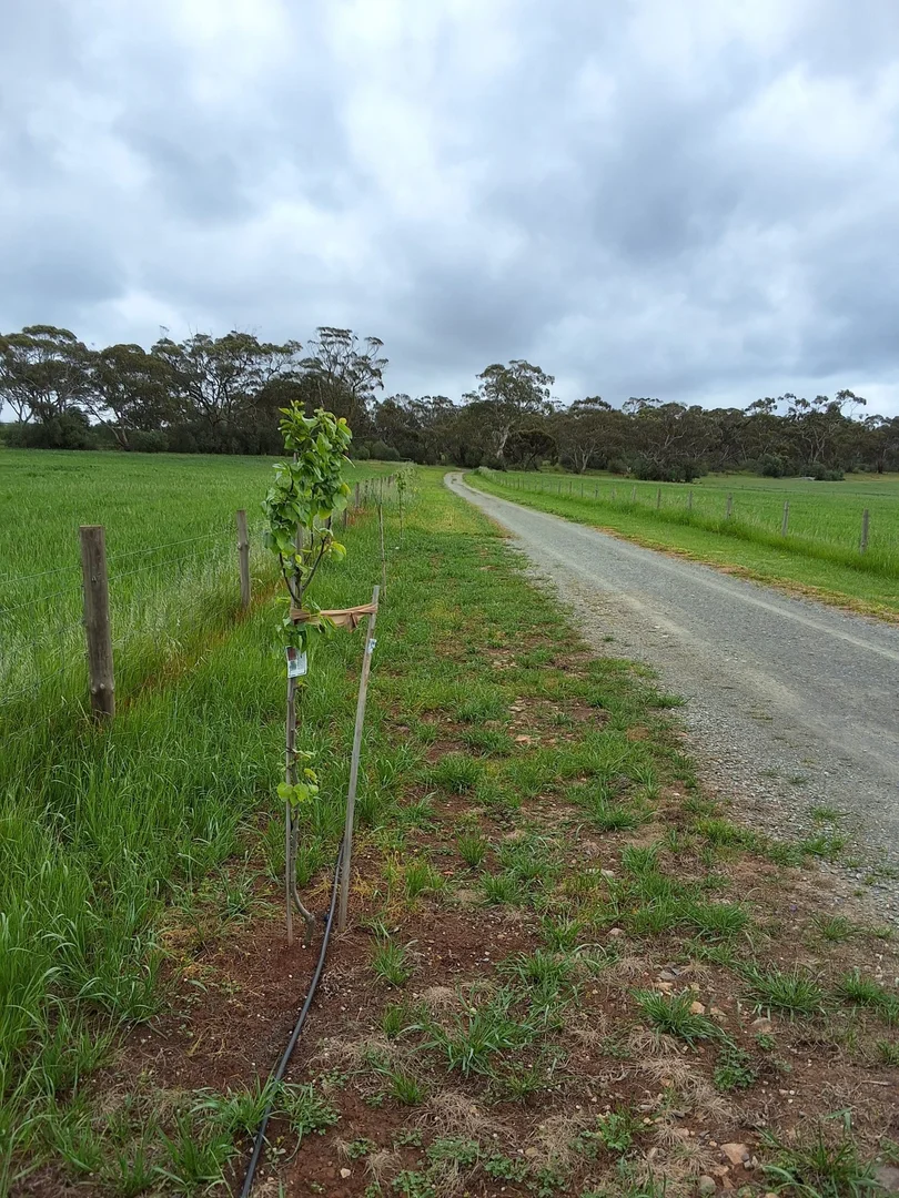 Additional image 9 of 176 Grace Road, Leasingham SA 5452
