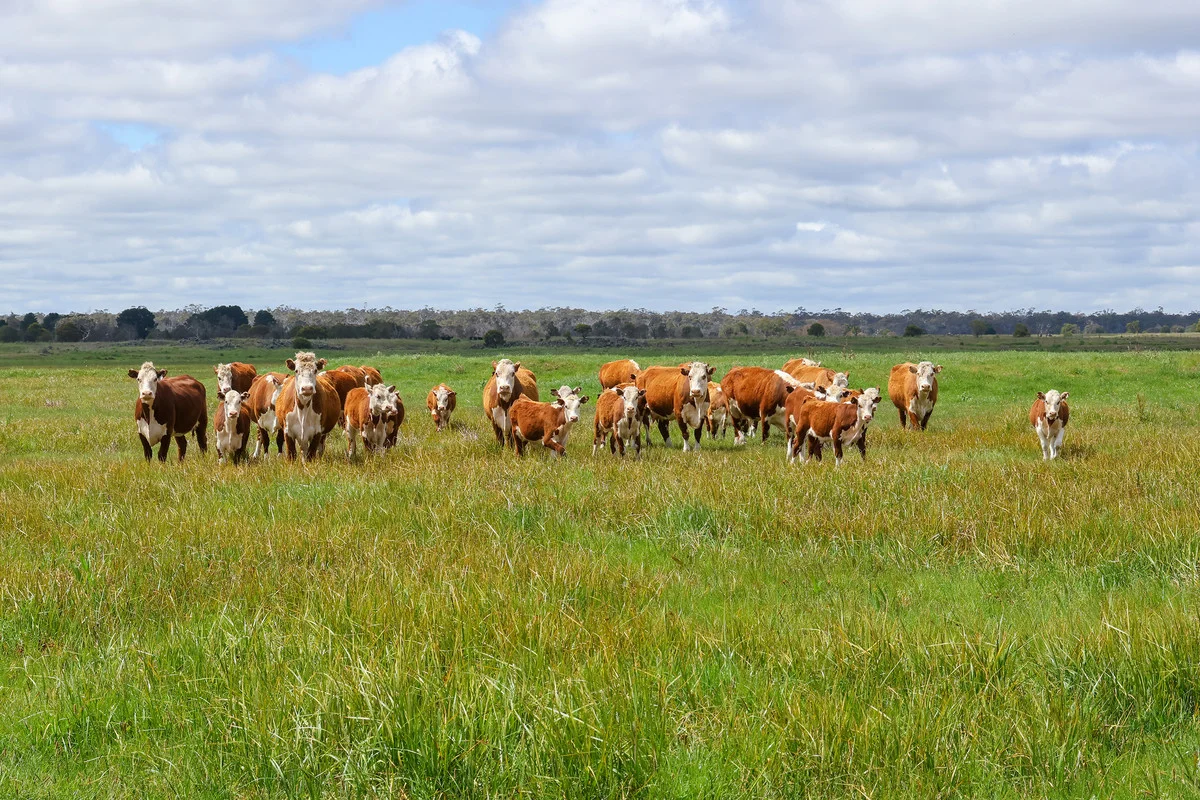Additional image 5 of Brians Road, Breakaway Creek VIC 3303