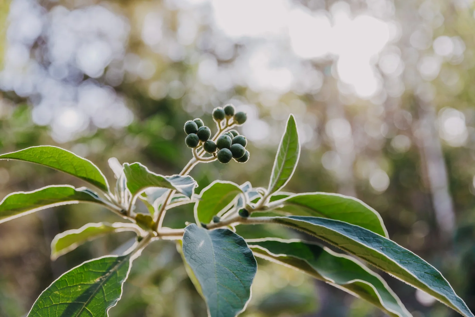 Additional image 2 of 23 Uffington Road, Duns Creek NSW 2321