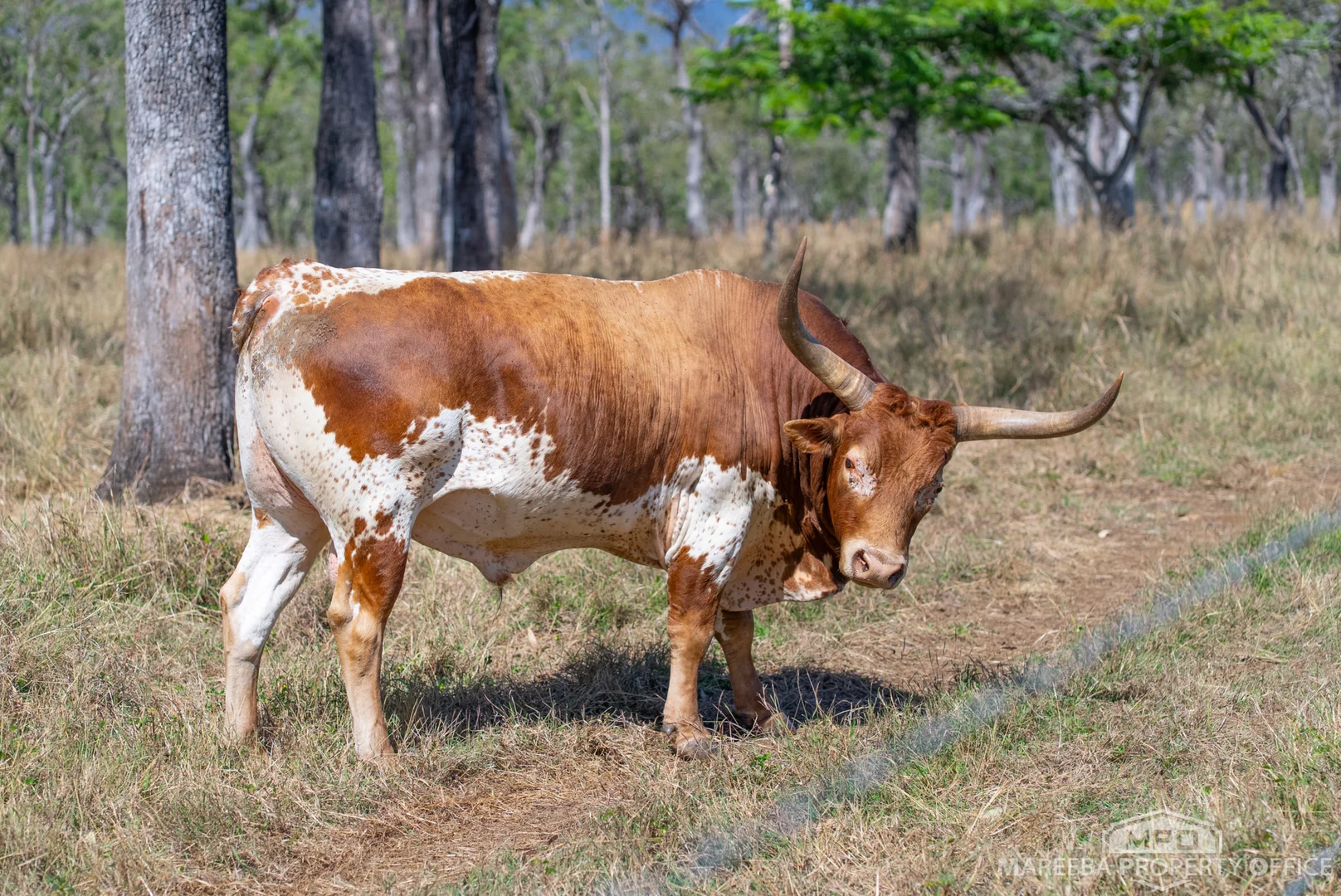 Additional image 34 of 76 Davies Creek Road, Mareeba QLD 4880