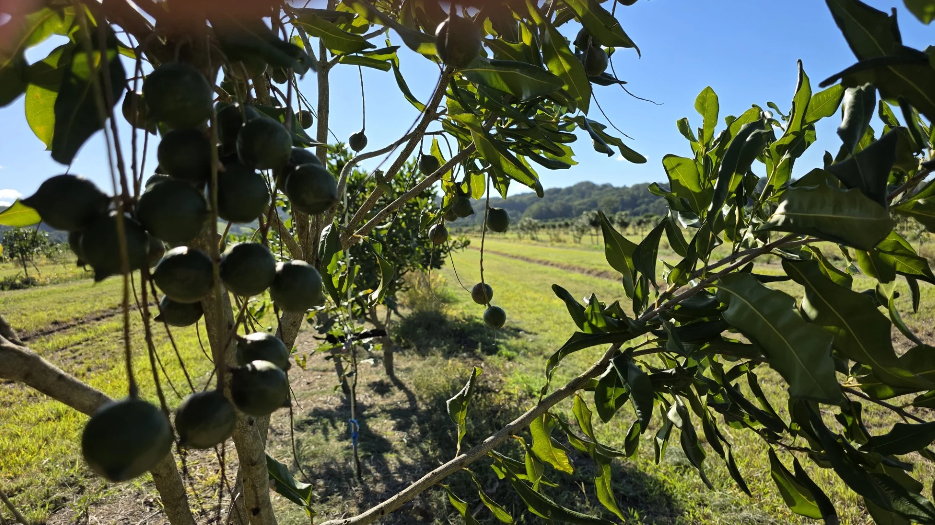 Additional image 10 of 292 Pimlico Road, Pimlico NSW 2478