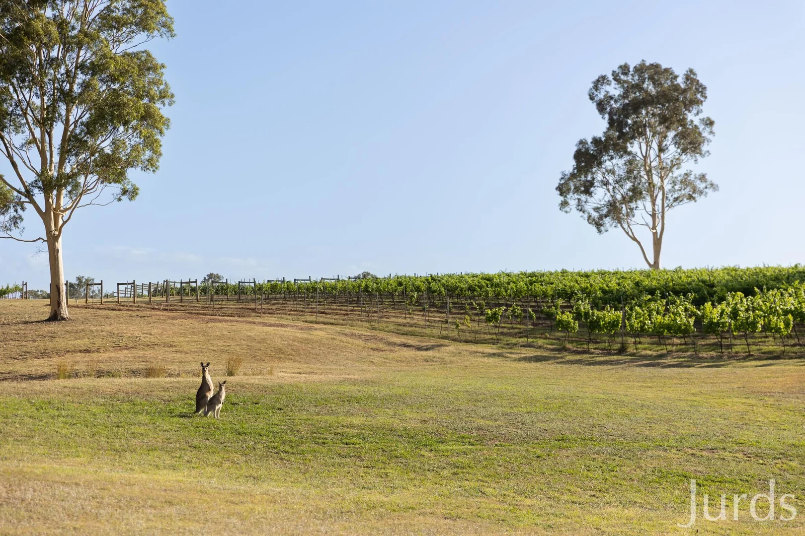 Additional image 24 of 110 Old North Road, Pokolbin NSW 2320