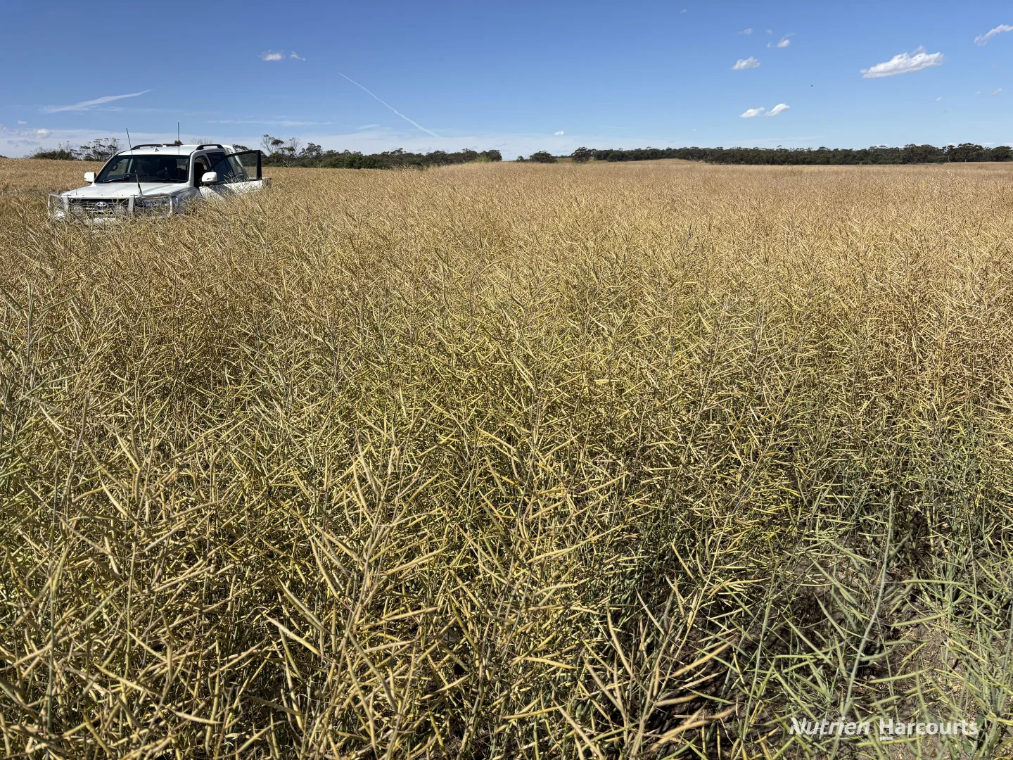 Additional image 13 of . 'Forrestine Farm', Cunderdin WA 6407