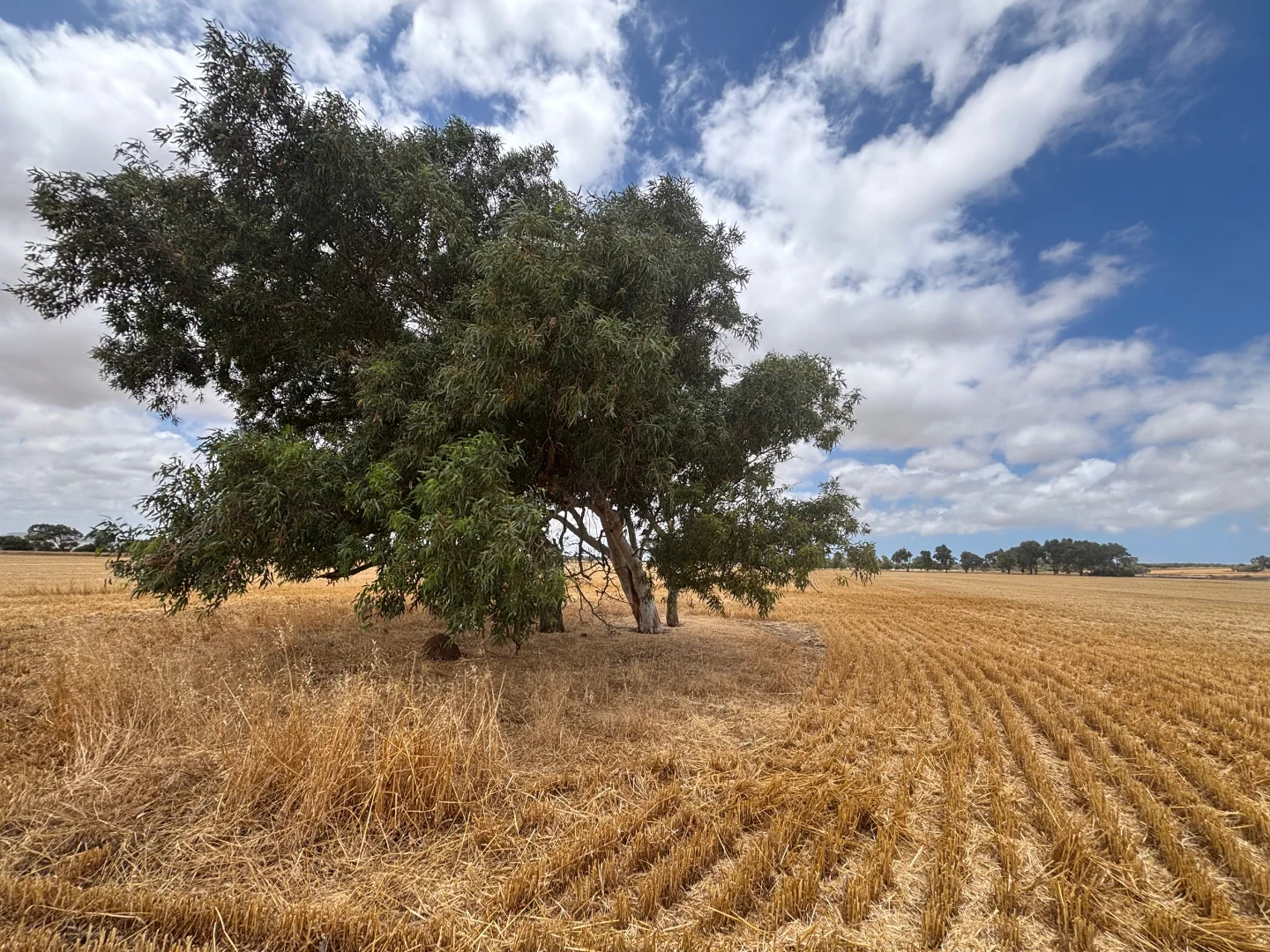 Additional image 4 of Lot 8 Edward Road, Narngulu WA 6532