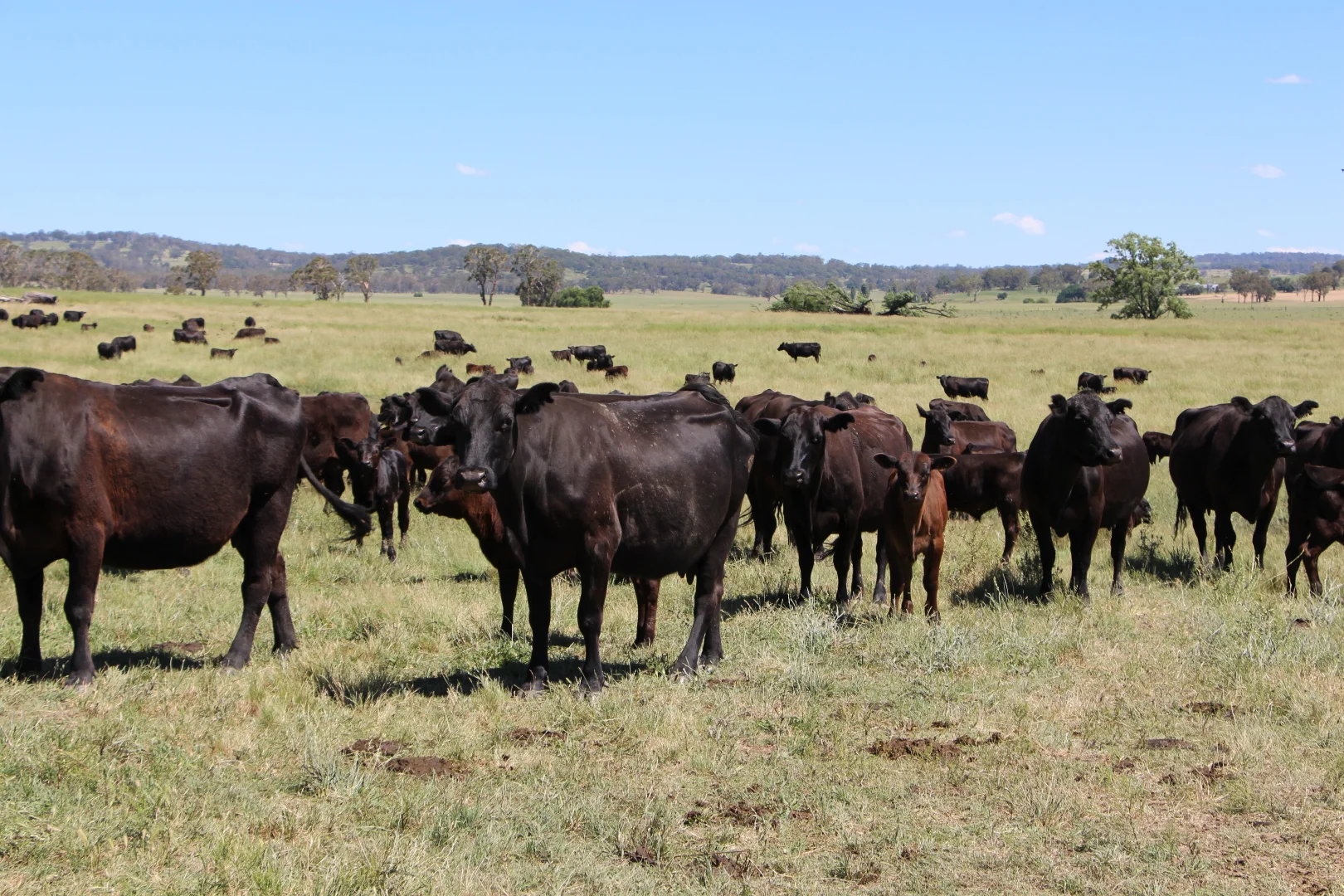 Additional image 13 of 134 Ruwenzorie Rd Wellingrove, Glen Innes NSW 2370