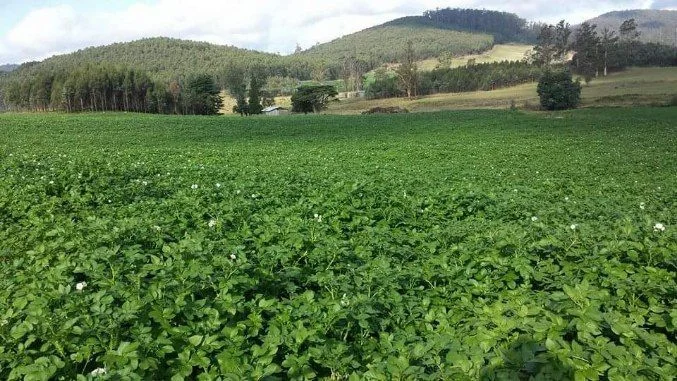 Additional image 14 of . Powers Road, Pyengana TAS 7216