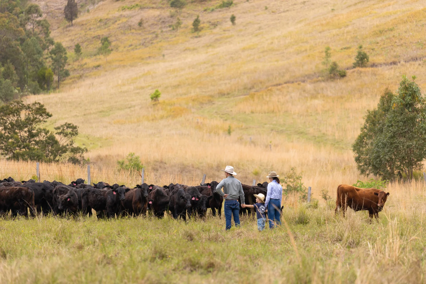 Additional image 6 of 152 Red Gully Road, Burrell Creek NSW 2429