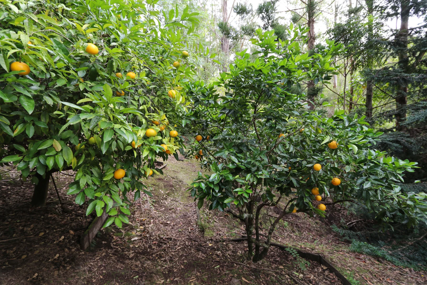 Additional image 20 of Level share 25, 10/321 Blackhorse Road, Eden Creek NSW 2474