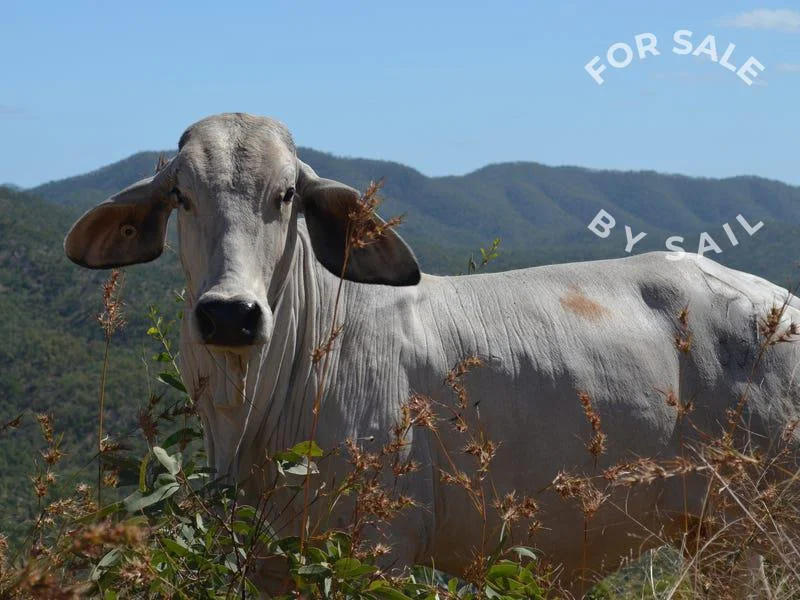 Additional image 2 of 2354 Mulligan Highway, Cooktown QLD 4895